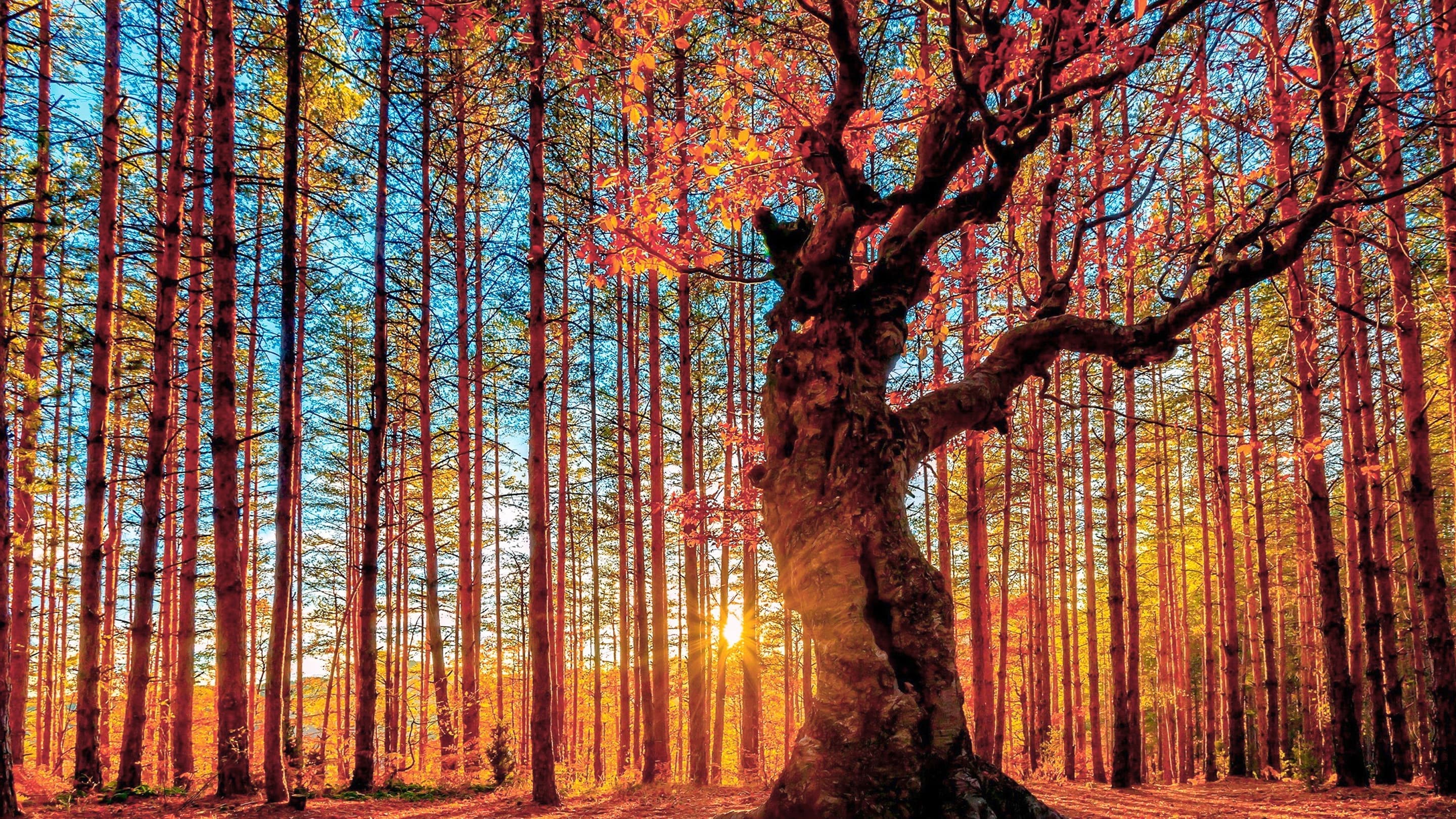 Truth and Reconciliation Commitment